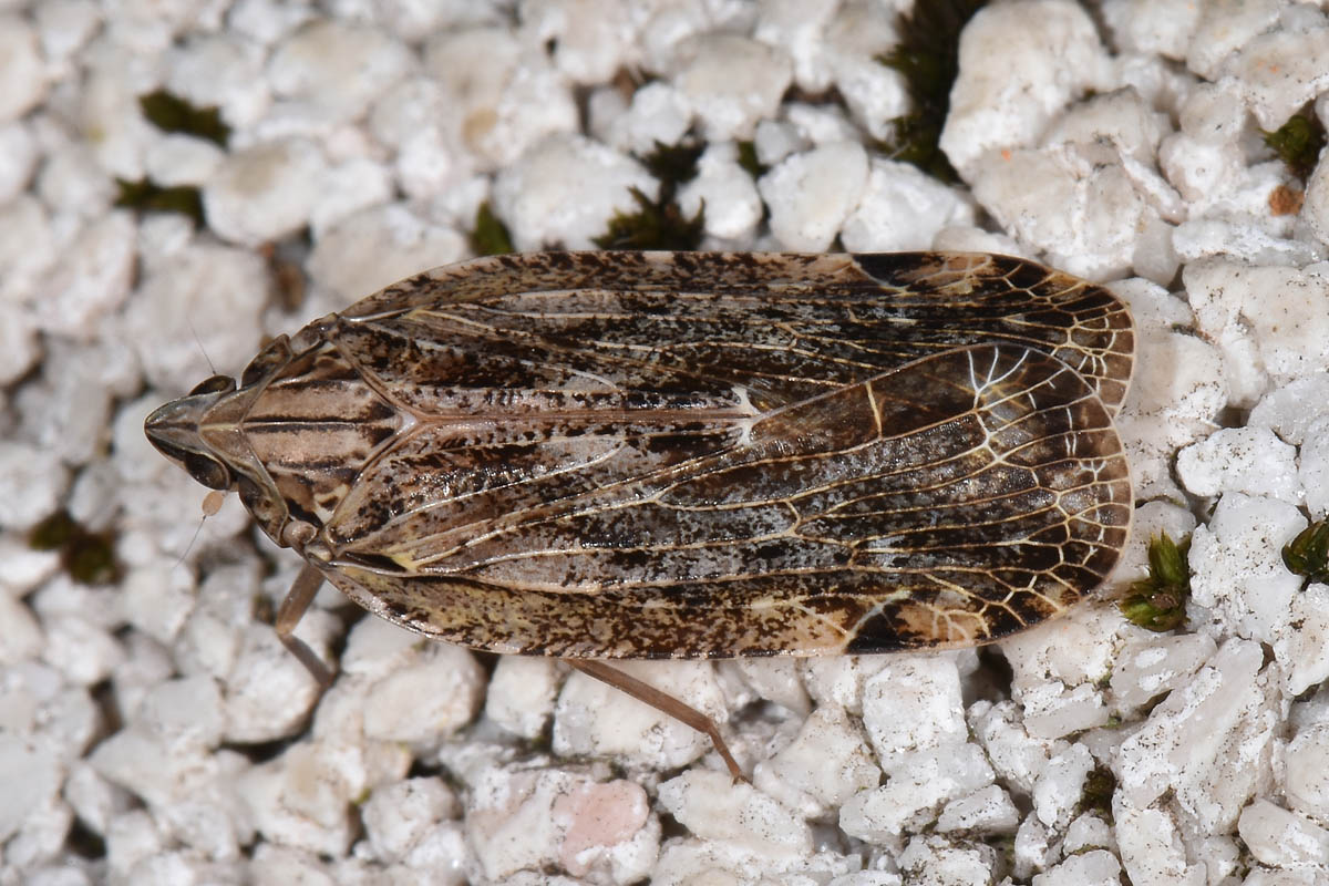 Achilidae: Cixidia sp?